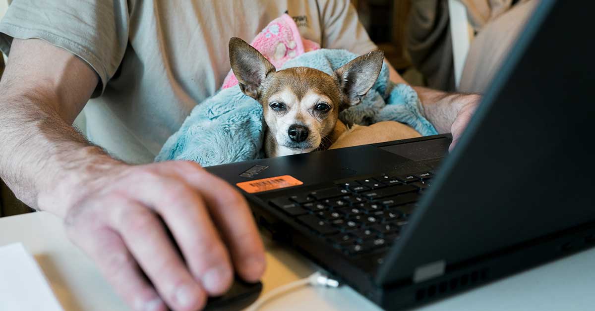 photo of a dog sitting in a man's lap as he works on a laptop